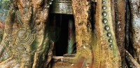 mugwort-ankorwat1